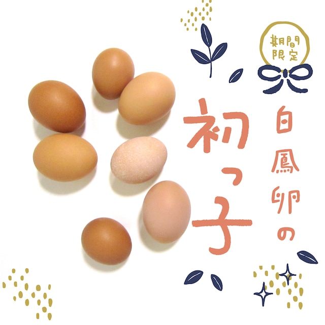 初産み卵「初っ子」は幻のたまご！？ | 美味しい卵お取り寄せ白鳳卵｜さかもと養鶏株式会社（奈良五條本店直売所）