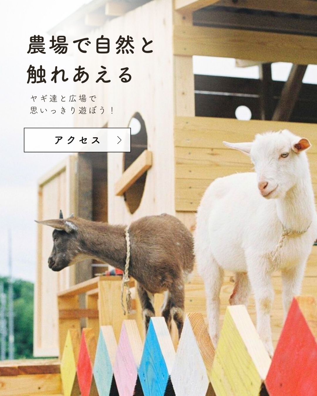 美味しい卵お取り寄せ白鳳卵｜さかもと養鶏株式会社（奈良五條本店直売