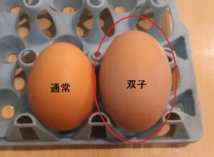 双子卵の確率とは？二黄卵とも呼ばれる黄身が二つの卵の見分け方